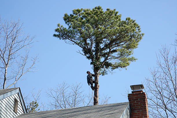 Trusted Arcadia, FL Tree Services Experts